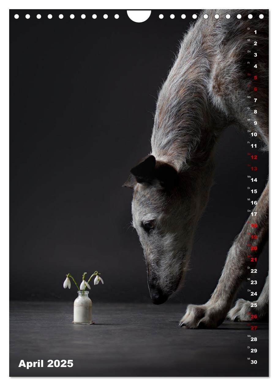 Bild: 9783457230862 | dogmuse deluxe (Wandkalender 2025 DIN A4 hoch), CALVENDO...