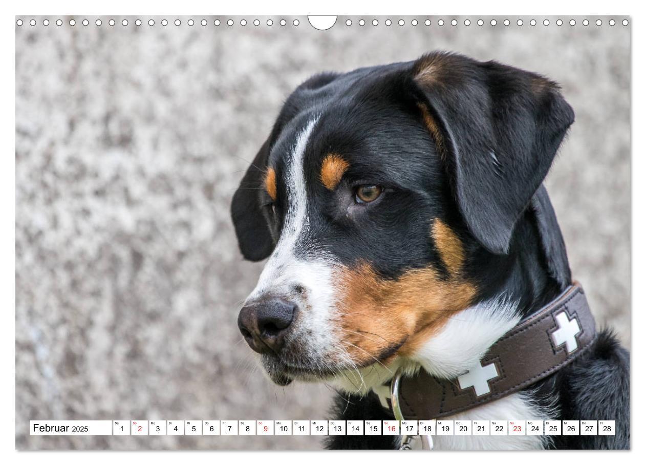 Bild: 9783435332892 | Großer Schweizer Sennenhund (Wandkalender 2025 DIN A3 quer),...