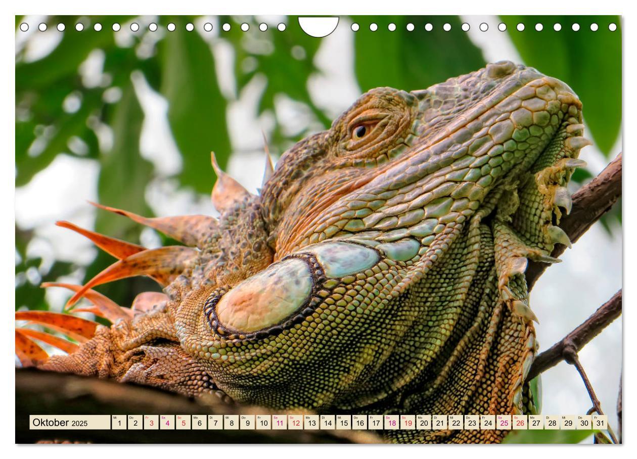 Bild: 9783435335930 | Wunderschöner Leguan (Wandkalender 2025 DIN A4 quer), CALVENDO...