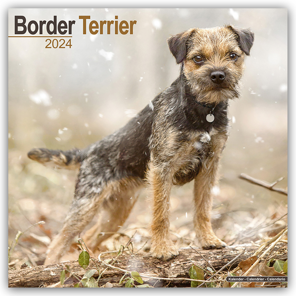 Cover: 9781804600177 | Border Terrier 2024 - 16-Monatskalender | Avonside Publishing Ltd