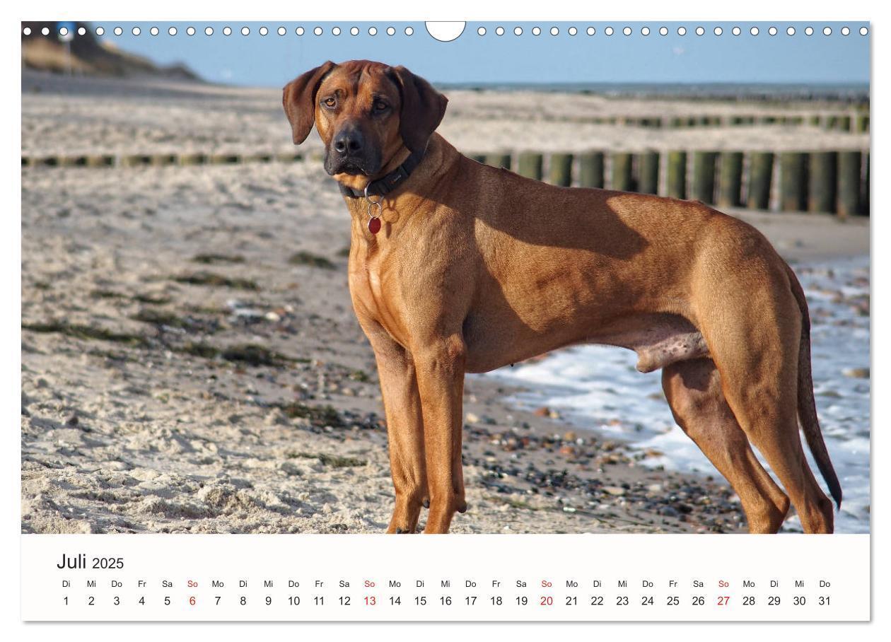 Bild: 9783435482351 | Rhodesian Ridgeback Schönheit aus Afrika (Wandkalender 2025 DIN A3...