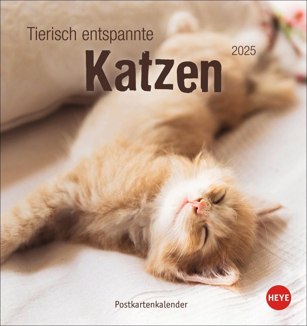 Cover: 9783756407088 | Tierisch entspannte Katzen Postkartenkalender 2025 | Heye | Kalender