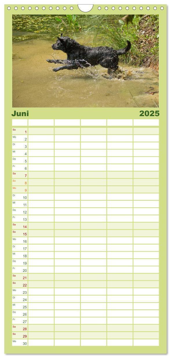 Bild: 9783457120217 | Familienplaner 2025 - Faszination Hund mit 5 Spalten (Wandkalender,...