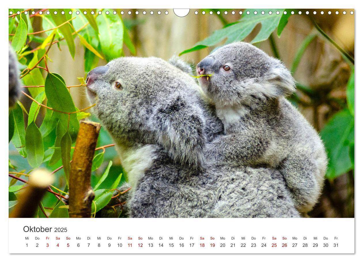 Bild: 9783383928413 | Knuffige Koalabären (Wandkalender 2025 DIN A3 quer), CALVENDO...