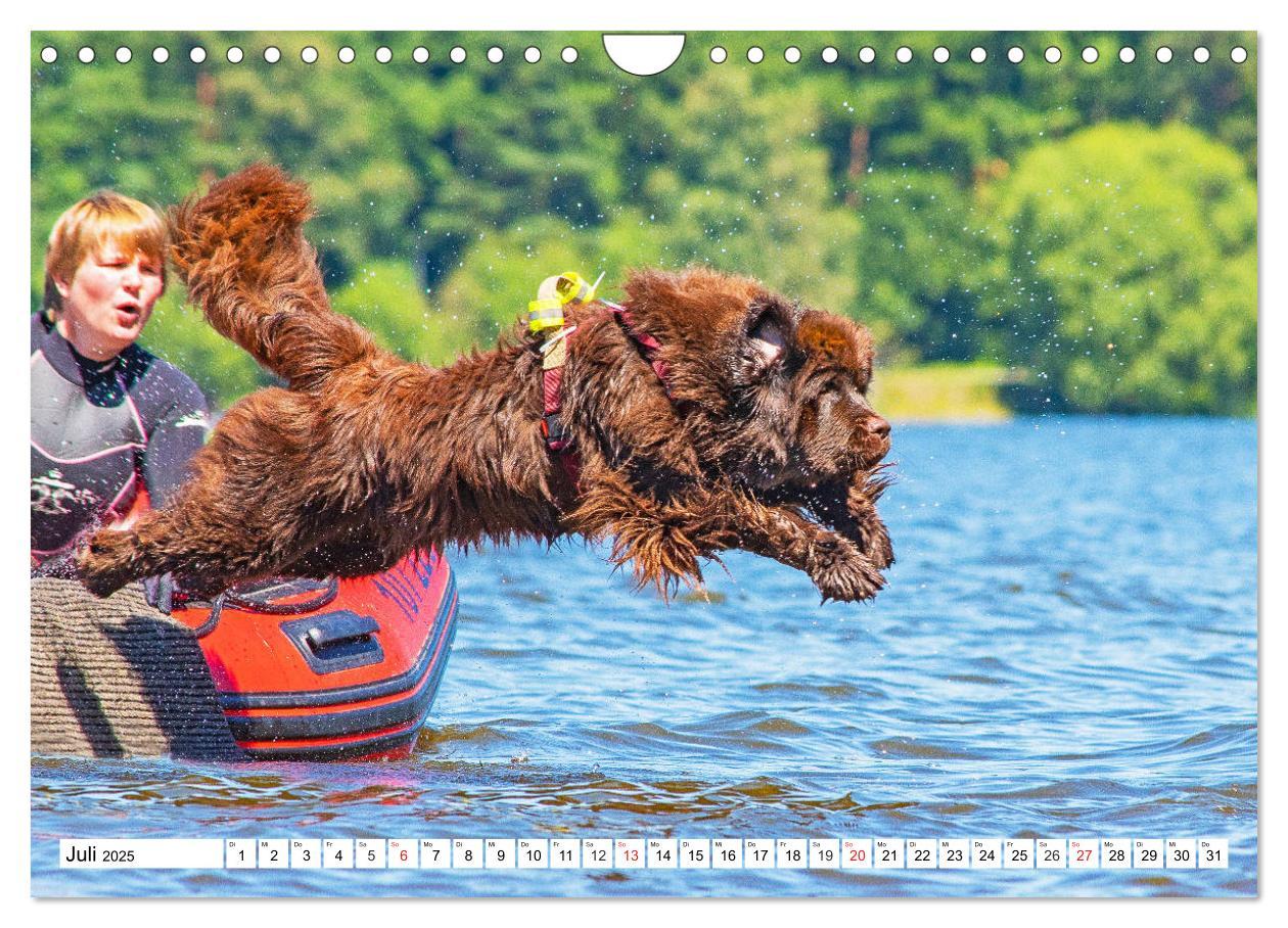 Bild: 9783435306596 | Neufundländer - Das Wasser ist ihr Element (Wandkalender 2025 DIN...