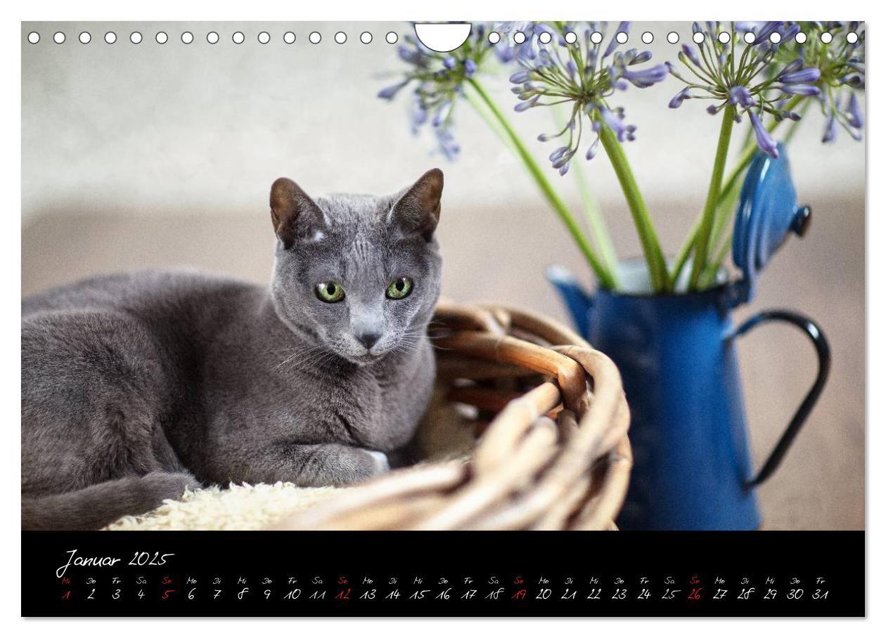 Bild: 9783435837663 | Katzen 2025 (Wandkalender 2025 DIN A4 quer), CALVENDO Monatskalender