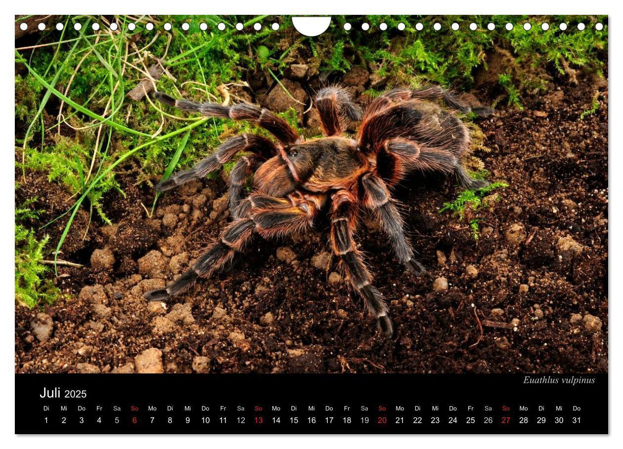 Bild: 9783435776313 | Vogelspinnen - Tarantulas (Wandkalender 2025 DIN A4 quer), CALVENDO...