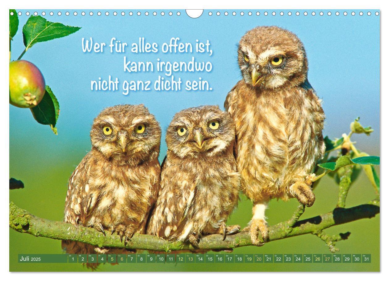 Bild: 9783457179529 | Die Eulen sind los: Edition lustige Tiere (Wandkalender 2025 DIN A3...