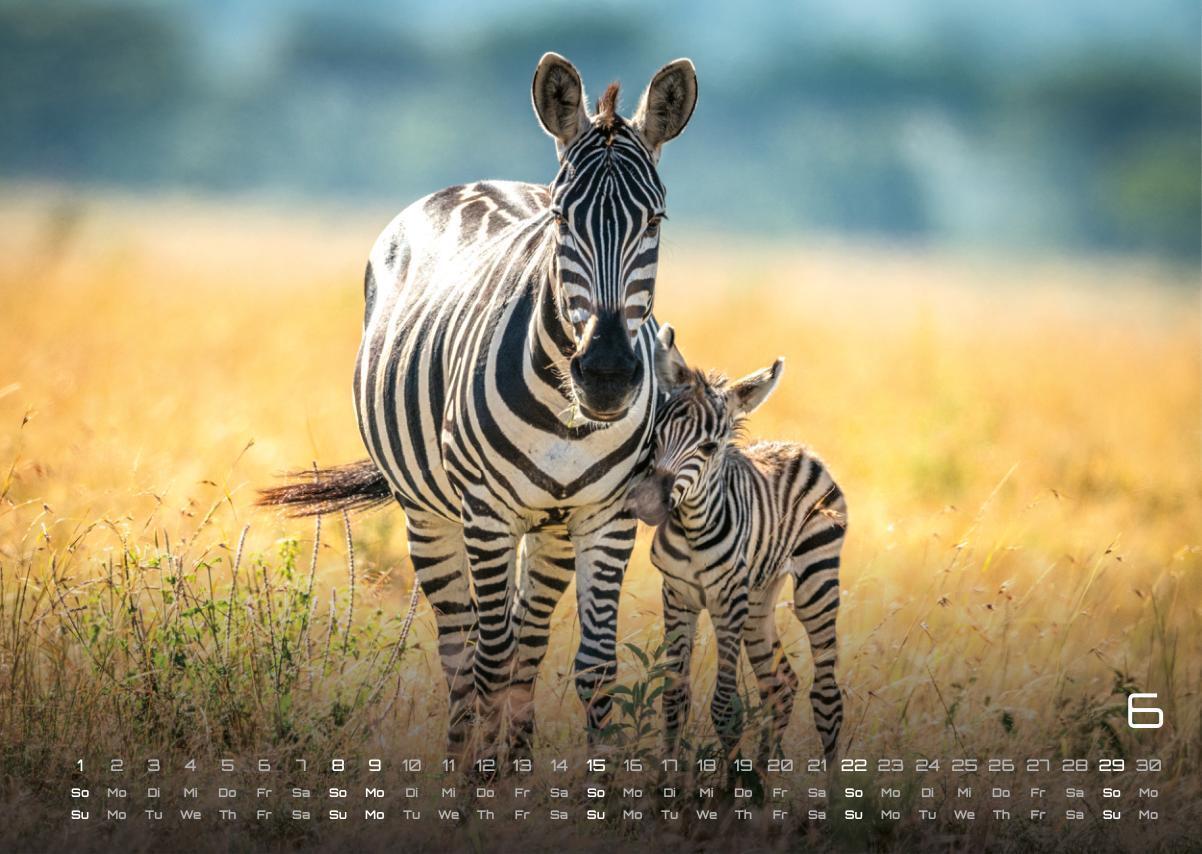 Bild: 9783986734381 | Afrikas Tierwelt - Der Tierkalender - 2025 - Kalender DIN A3 | de