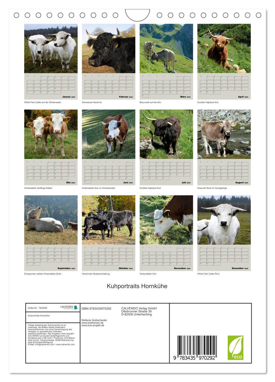 Bild: 9783435970292 | Kuhportraits Hornkühe (Wandkalender 2025 DIN A4 hoch), CALVENDO...