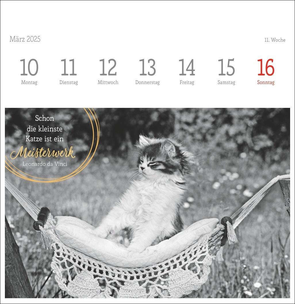 Bild: 9783756408160 | Monika Wegler: Katzen Weisheiten Premium-Postkartenkalender 2025