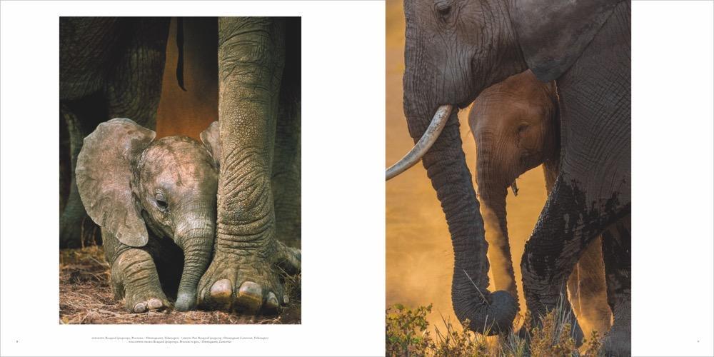 Bild: 9783954163069 | Sanfte Riesen | Hoffnung für die wilden Elefanten | Art Wolfe (u. a.)