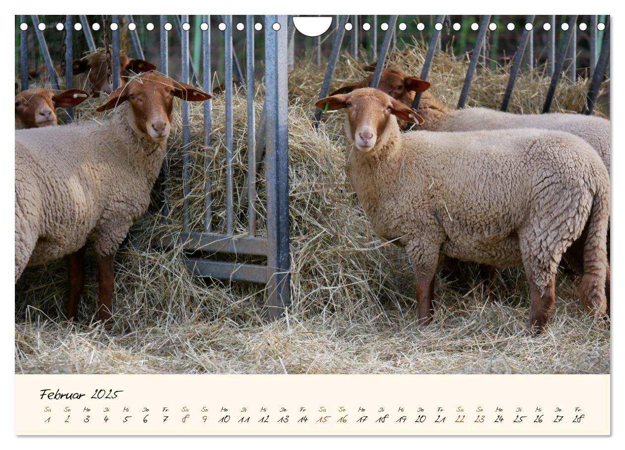 Bild: 9783435173259 | Coburger Fuchsschaf (Wandkalender 2025 DIN A4 quer), CALVENDO...