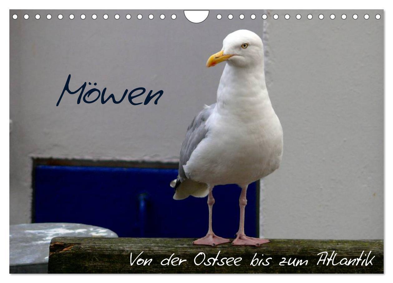 Cover: 9783383570759 | Möwen - Von der Ostsee bis zum Atlantik (Wandkalender 2024 DIN A4...