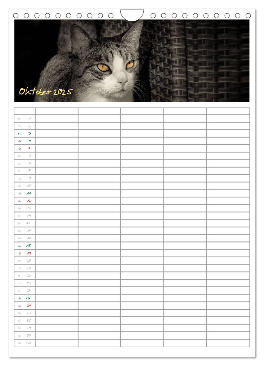 Bild: 9783457088166 | Miezekatzen Planungskalender (Wandkalender 2025 DIN A4 hoch),...