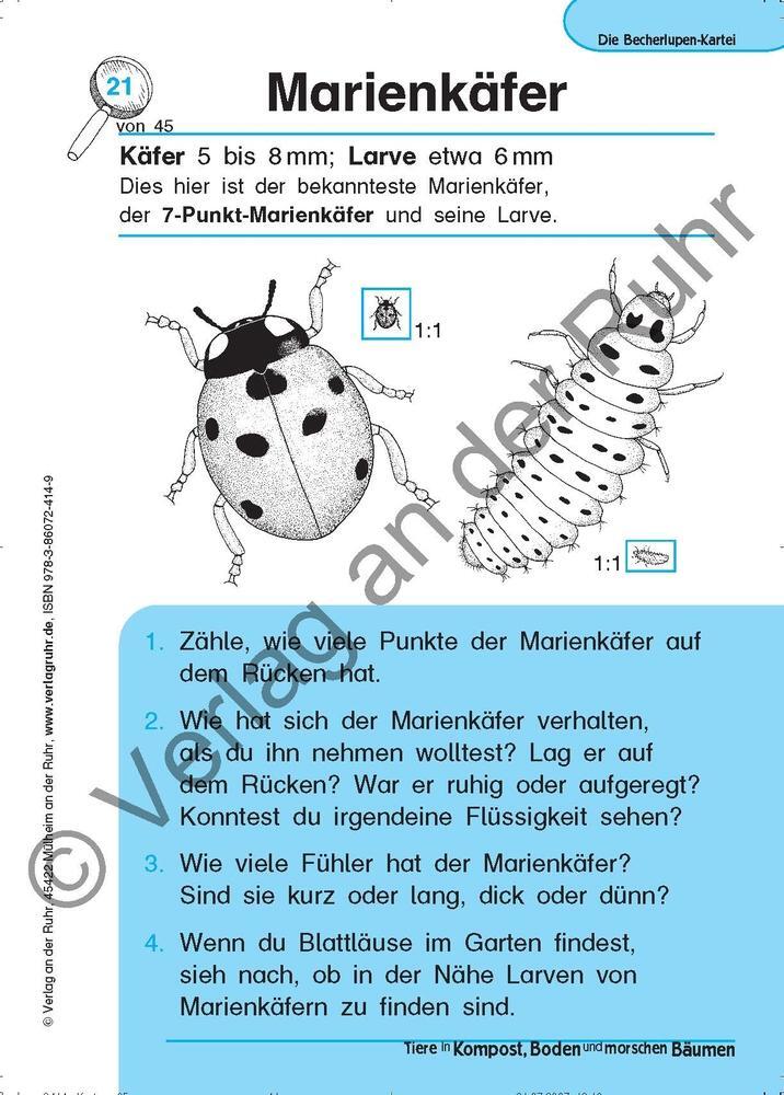 Bild: 9783860724149 | Tiere in Kompost, Boden und morschen Bäumen | Jürgen Dittmann (u. a.)