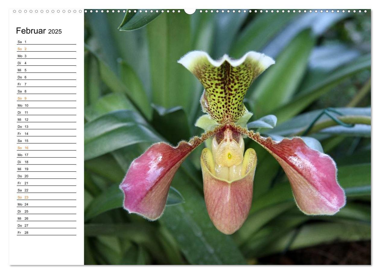 Bild: 9783435532391 | Prachtvolle Orchideen (Wandkalender 2025 DIN A2 quer), CALVENDO...