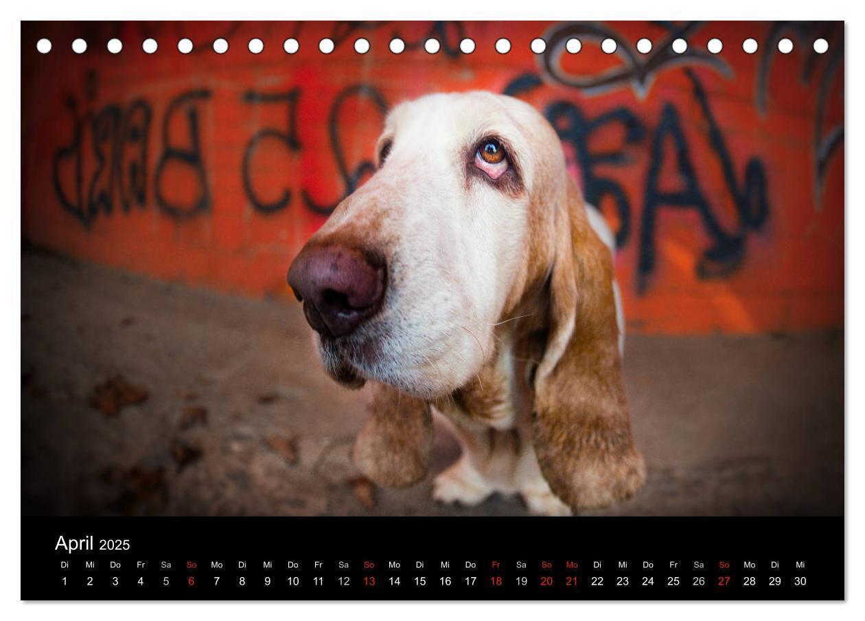 Bild: 9783457183113 | Der Basset, eine LANGE und besondere Liebe (Tischkalender 2025 DIN...