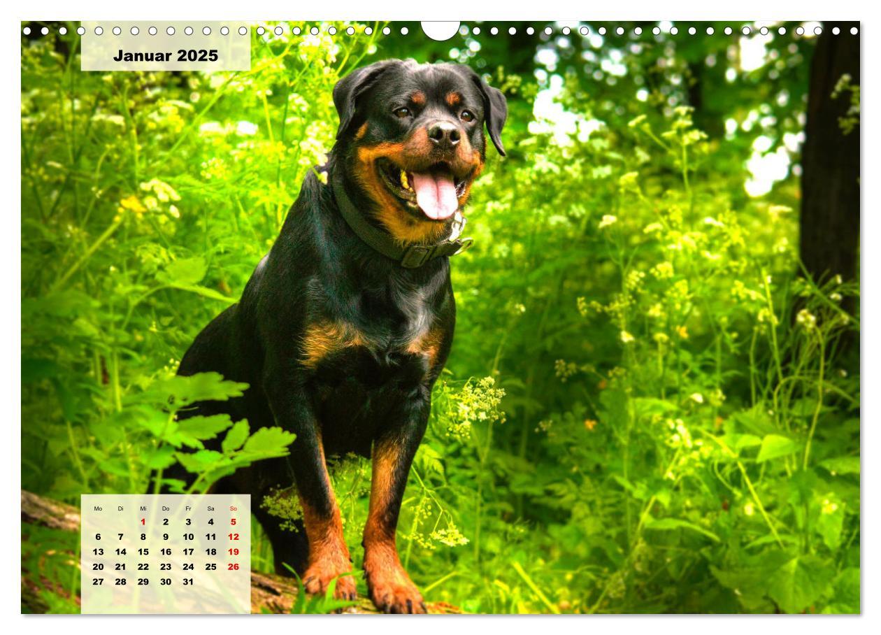 Bild: 9783383948138 | Mein Rottweiler. Nervenstarker Gebrauchs- und Begleithund...