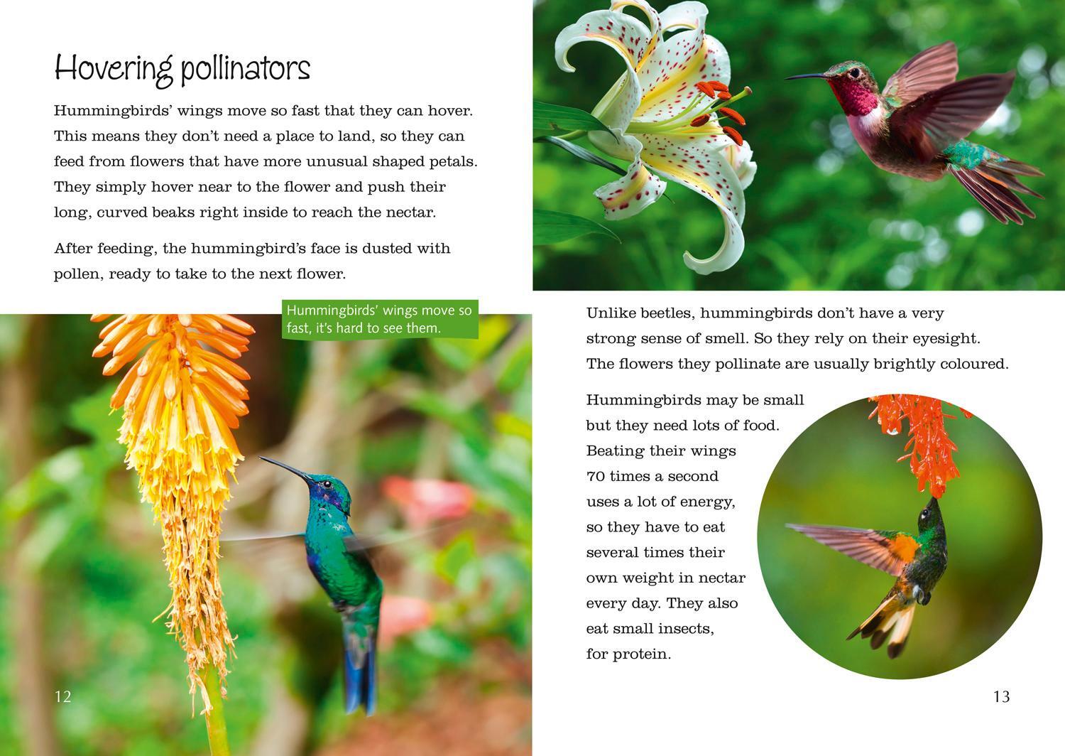 Bild: 9780008163853 | Plants, Pollen and Pollinators | Band 13/Topaz | Becca Heddle | Buch