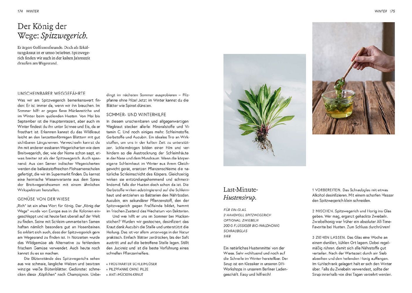 Bild: 9783440173381 | Kruut - Wildpflanzen im Alltag | Annika Krause (u. a.) | Taschenbuch