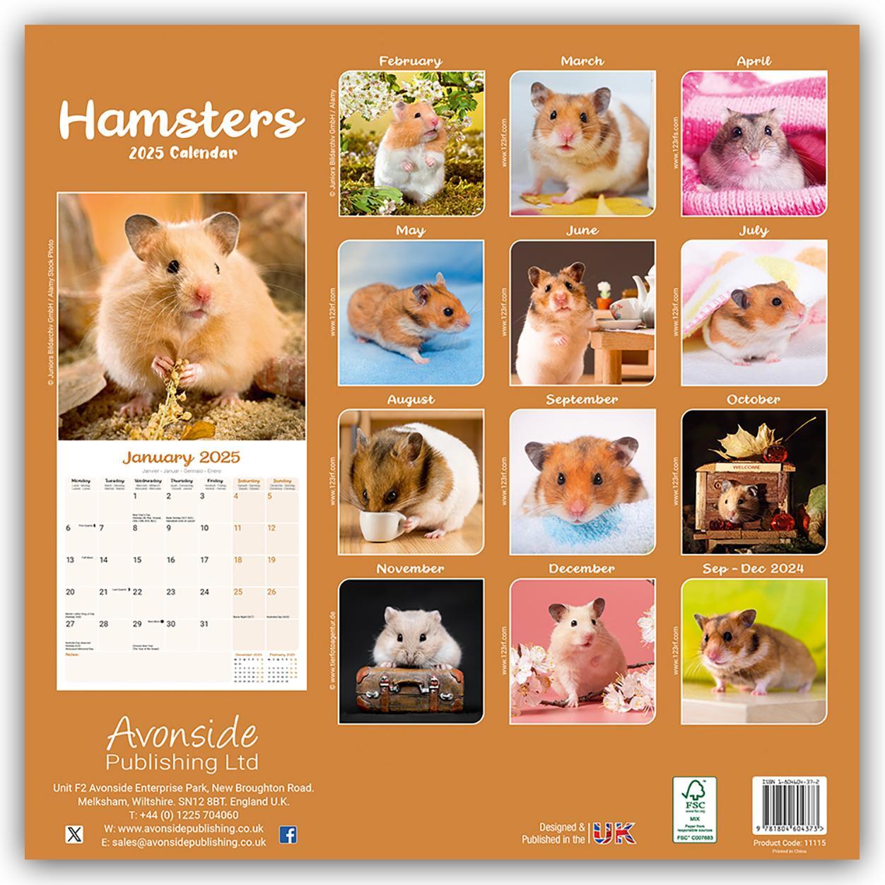 Rückseite: 9781804604373 | Hamsters - Hamster 2025 - 16-Monatskalender | Avonside Publishing Ltd