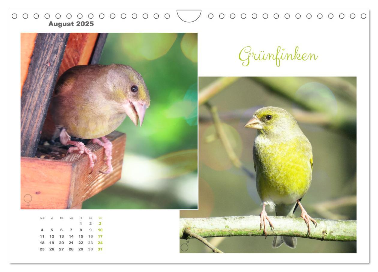 Bild: 9783435060269 | Vogel-Pärchen (Wandkalender 2025 DIN A4 quer), CALVENDO Monatskalender