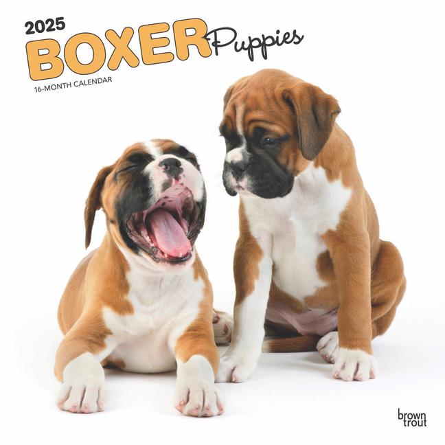 Cover: 9781975476717 | Boxer Puppies 2025 12 X 24 Inch Monthly Square Wall Calendar...