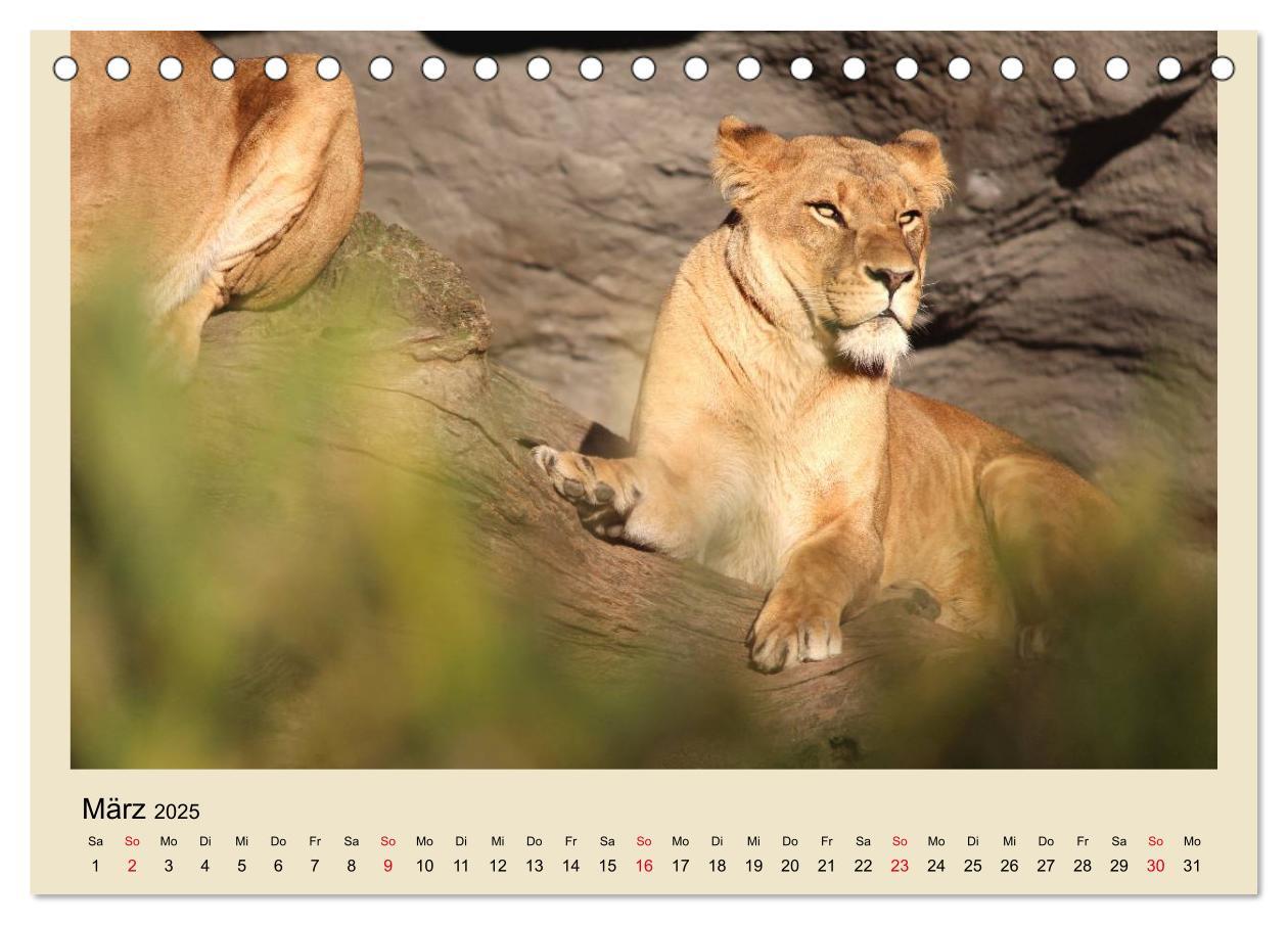 Bild: 9783435756759 | Löwen im Tierpark Hagenbeck (Tischkalender 2025 DIN A5 quer),...