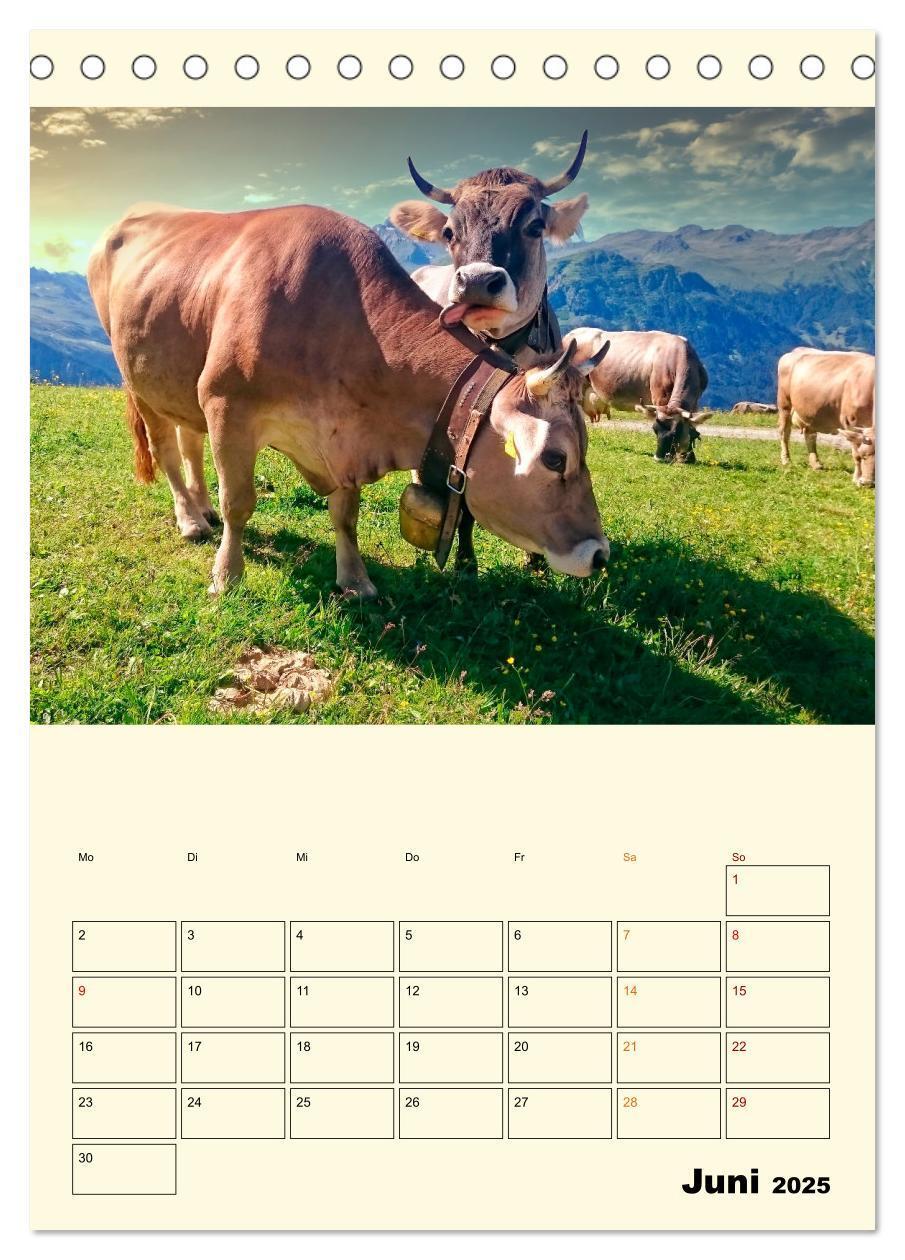 Bild: 9783435895526 | Glückliche Bergkühe (Tischkalender 2025 DIN A5 hoch), CALVENDO...