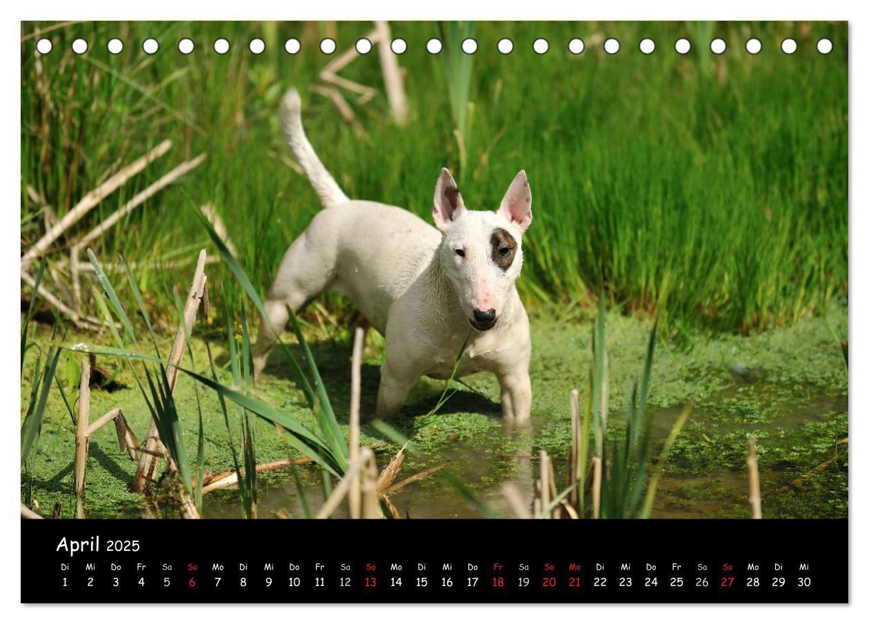 Bild: 9783435585946 | Bullterrier? Was sonst! (Tischkalender 2025 DIN A5 quer), CALVENDO...