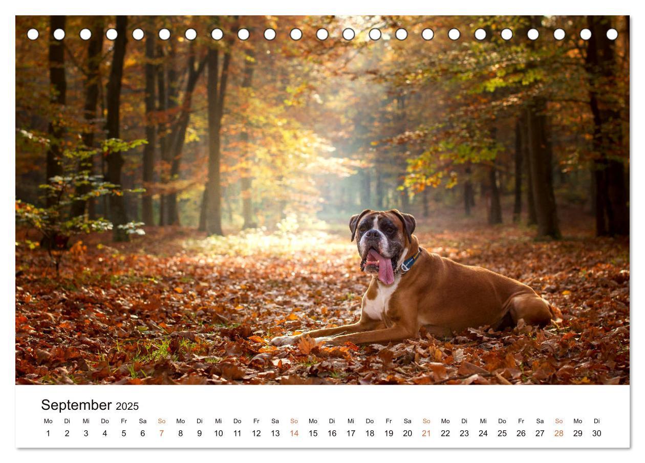 Bild: 9783435159253 | Deutscher Boxer (Tischkalender 2025 DIN A5 quer), CALVENDO...