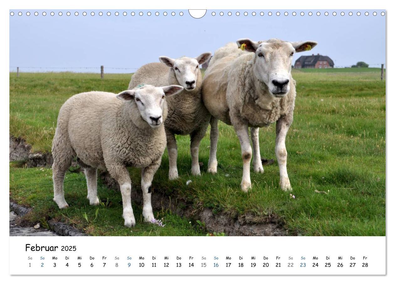 Bild: 9783435757671 | Föhr und Halligwelt 2025 (Wandkalender 2025 DIN A3 quer), CALVENDO...