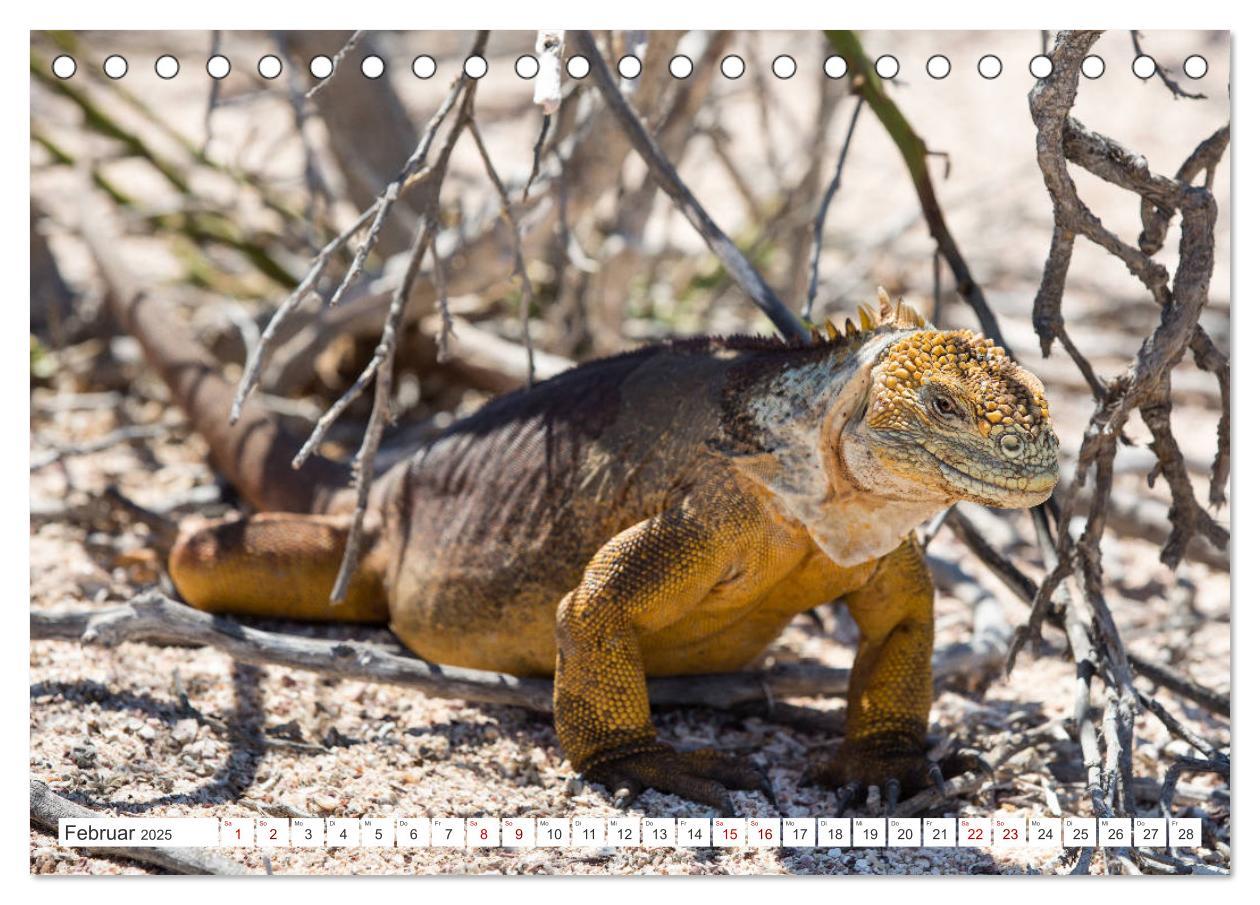 Bild: 9783435321148 | Galapagos-Inseln - Ein Paradies für Tiere (Tischkalender 2025 DIN...