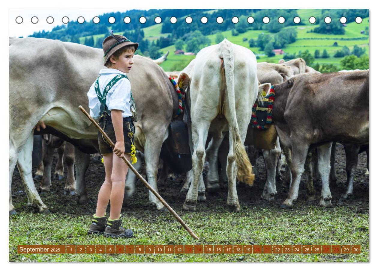 Bild: 9783435346332 | Allgäuer Schönheiten Allgäu - Land der Kühe (Tischkalender 2025 DIN...