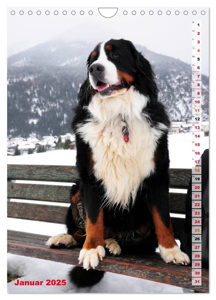 Bild: 9783457032602 | BÄR - Der Berner Sennenhund (Wandkalender 2025 DIN A4 hoch),...