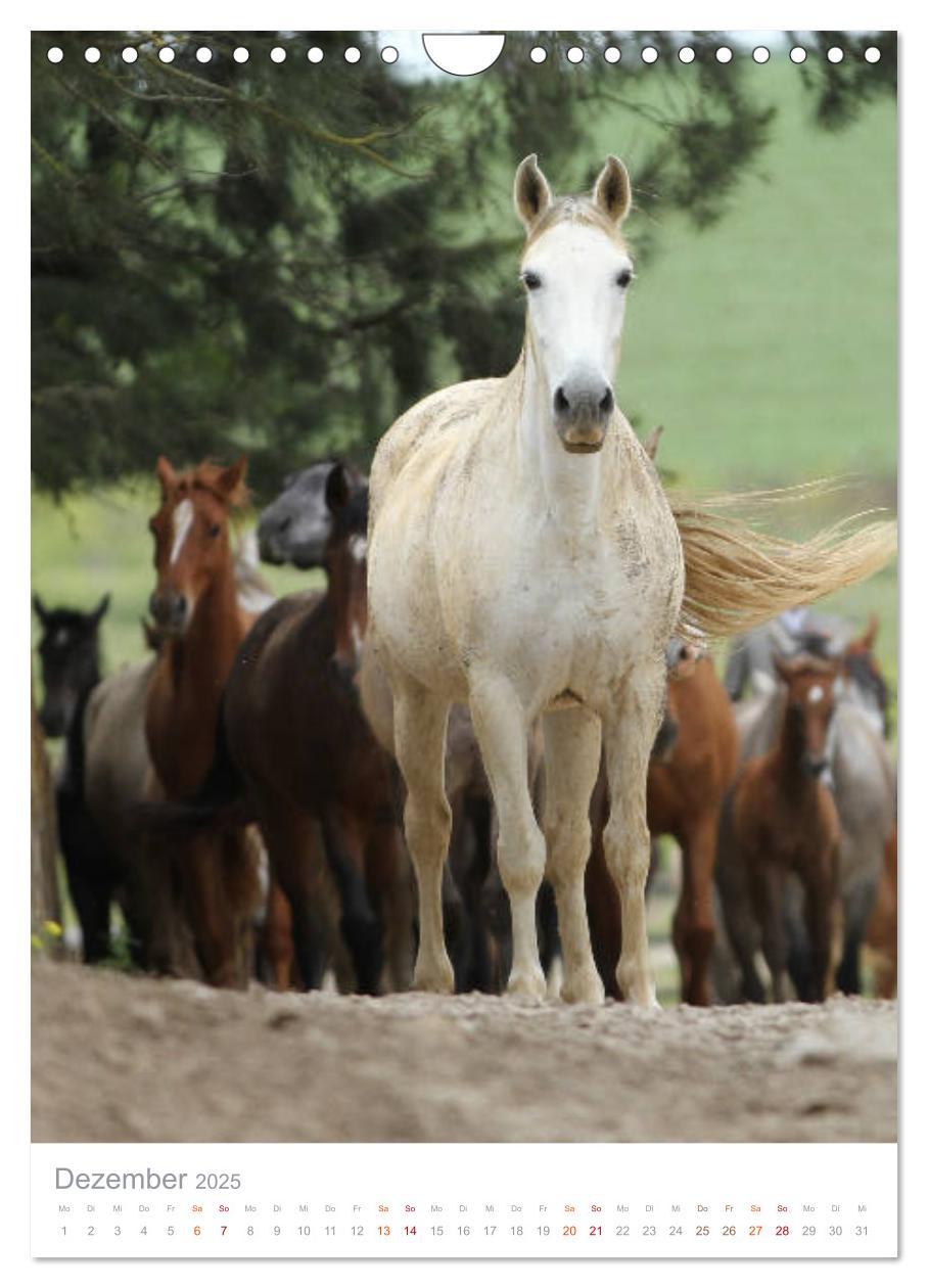 Bild: 9783435987702 | Caballos - Die schönen Pferde Spaniens (Wandkalender 2025 DIN A4...