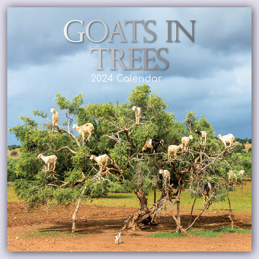 Cover: 9781804107119 | Goats in Trees - Ziegen auf Bäumen 2024 - 16-Monatskalender | Ltd