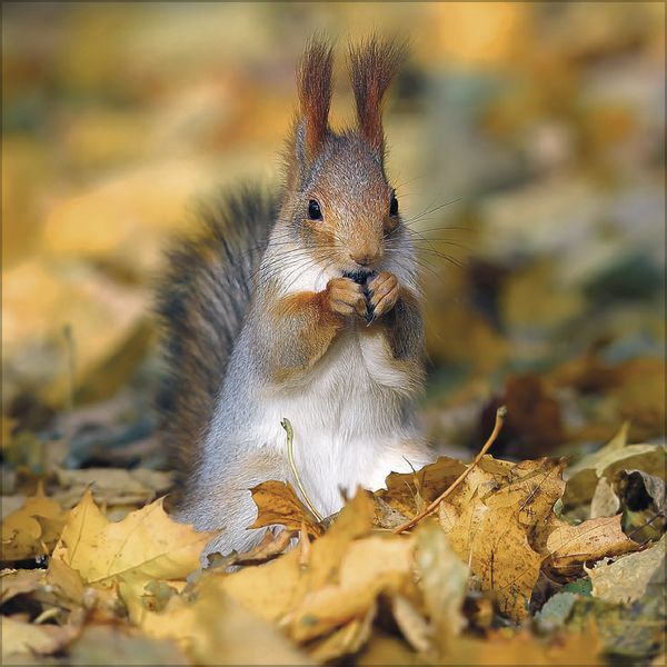 Bild: 9783731875512 | Eichhörnchen 2025 | Korsch Verlag | Kalender | Englisch Broschur