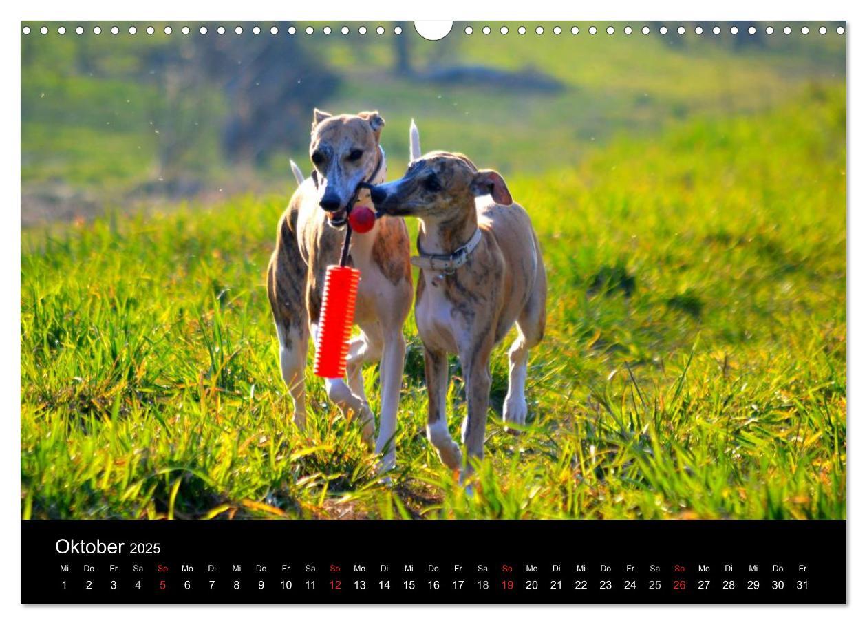 Bild: 9783435634385 | Whippets in Aktion (Wandkalender 2025 DIN A3 quer), CALVENDO...