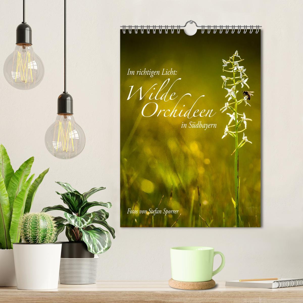 Bild: 9783435988341 | Im richtigen Licht: Wilde Orchideen in Südbayern (Wandkalender 2025...