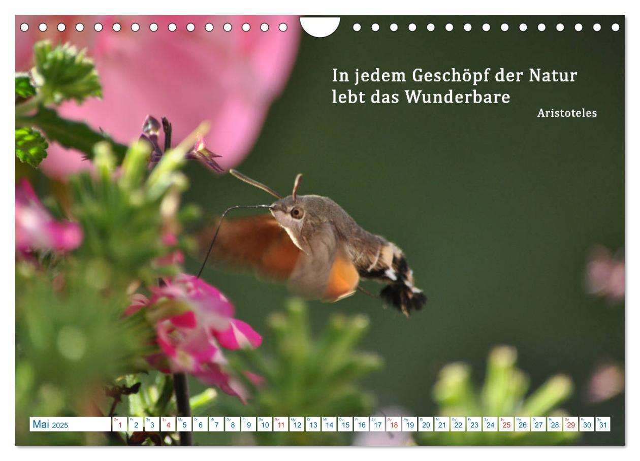 Bild: 9783435122271 | Kraftquelle Natur (Wandkalender 2025 DIN A4 quer), CALVENDO...