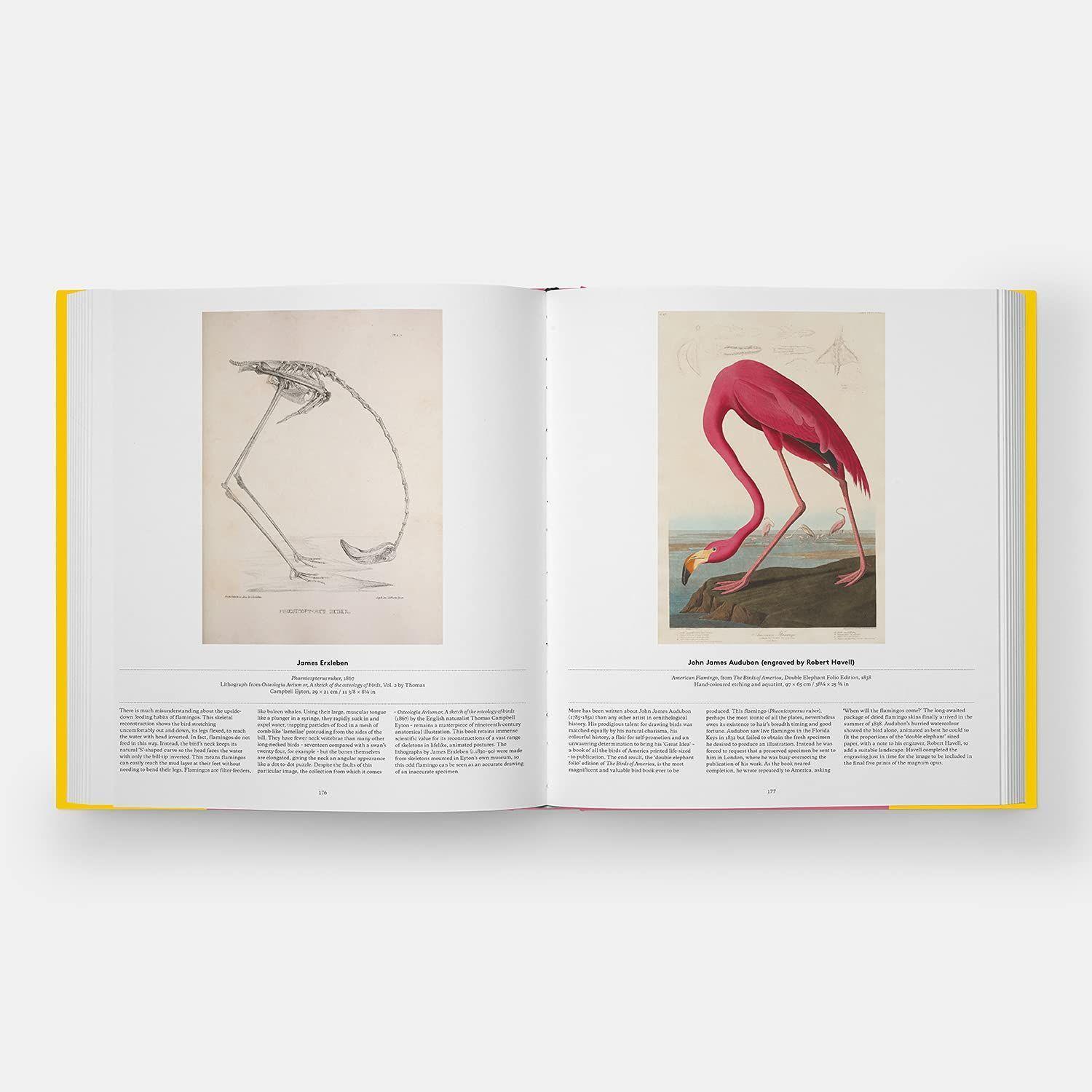 Bild: 9781838661403 | Bird | Exploring the Winged World | Katrina van Grouw (u. a.) | Buch