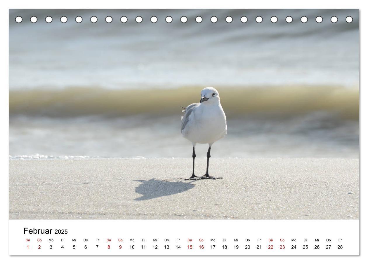 Bild: 9783435374564 | Möwen am Meer (Tischkalender 2025 DIN A5 quer), CALVENDO...