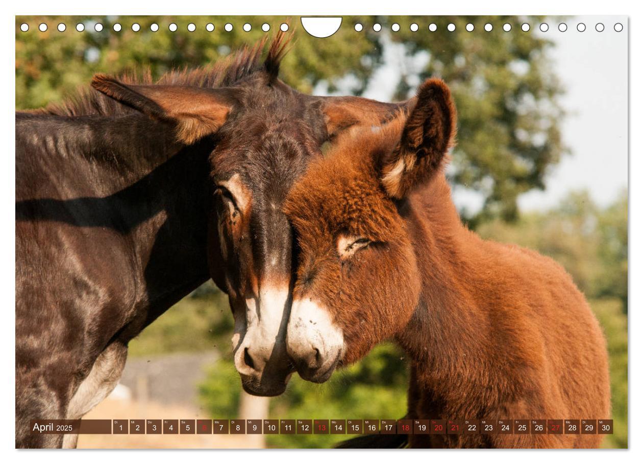 Bild: 9783435269723 | Liebenswerte Langohren - Die Schönheit der Esel (Wandkalender 2025...