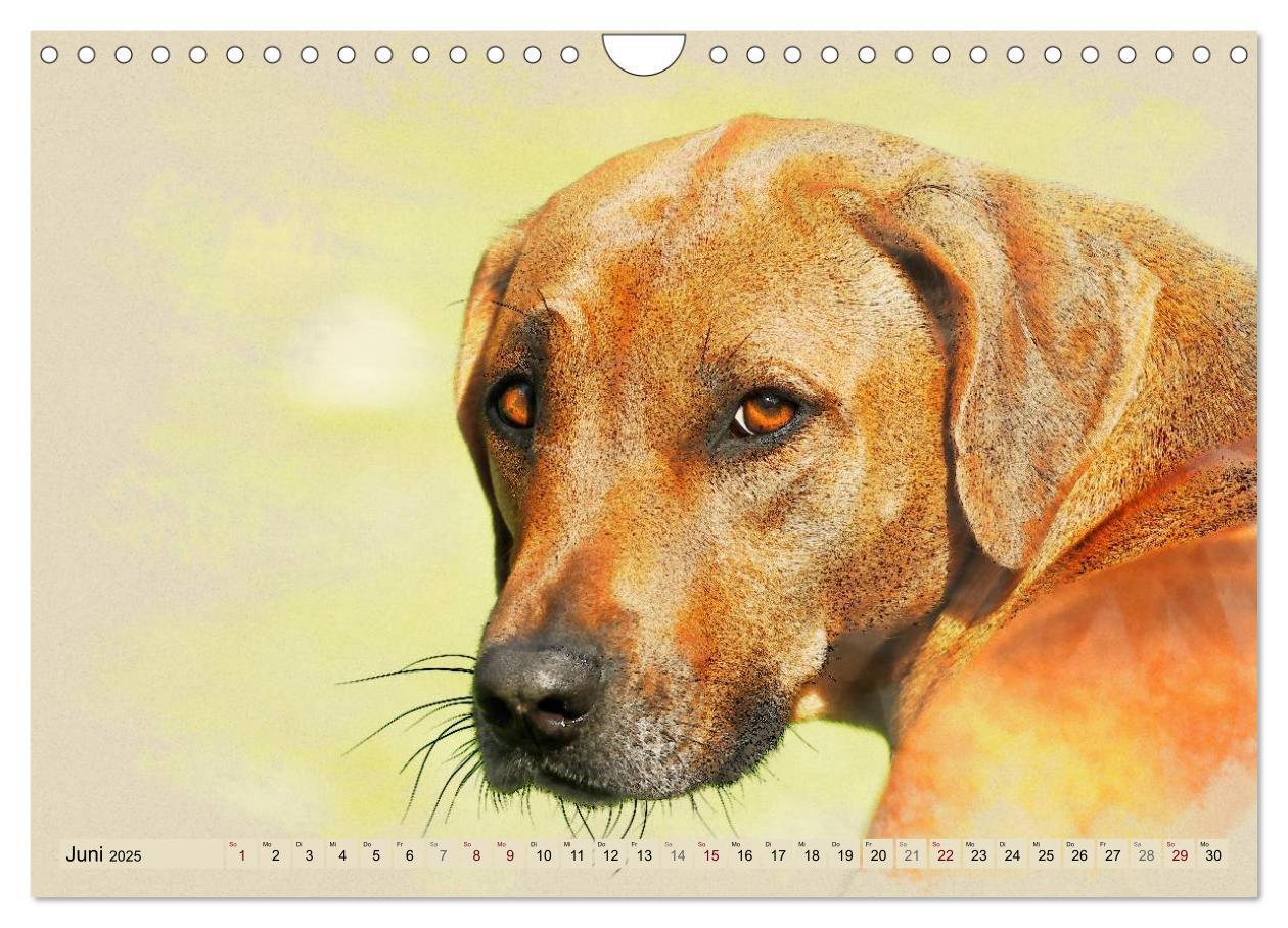 Bild: 9783435705627 | Rhodesian Ridgeback 2025 (Wandkalender 2025 DIN A4 quer), CALVENDO...