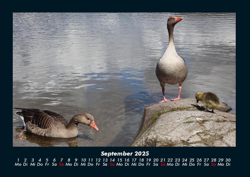 Bild: 9783755989561 | Enten 2025 Fotokalender DIN A4 | Tobias Becker | Kalender | Kalender