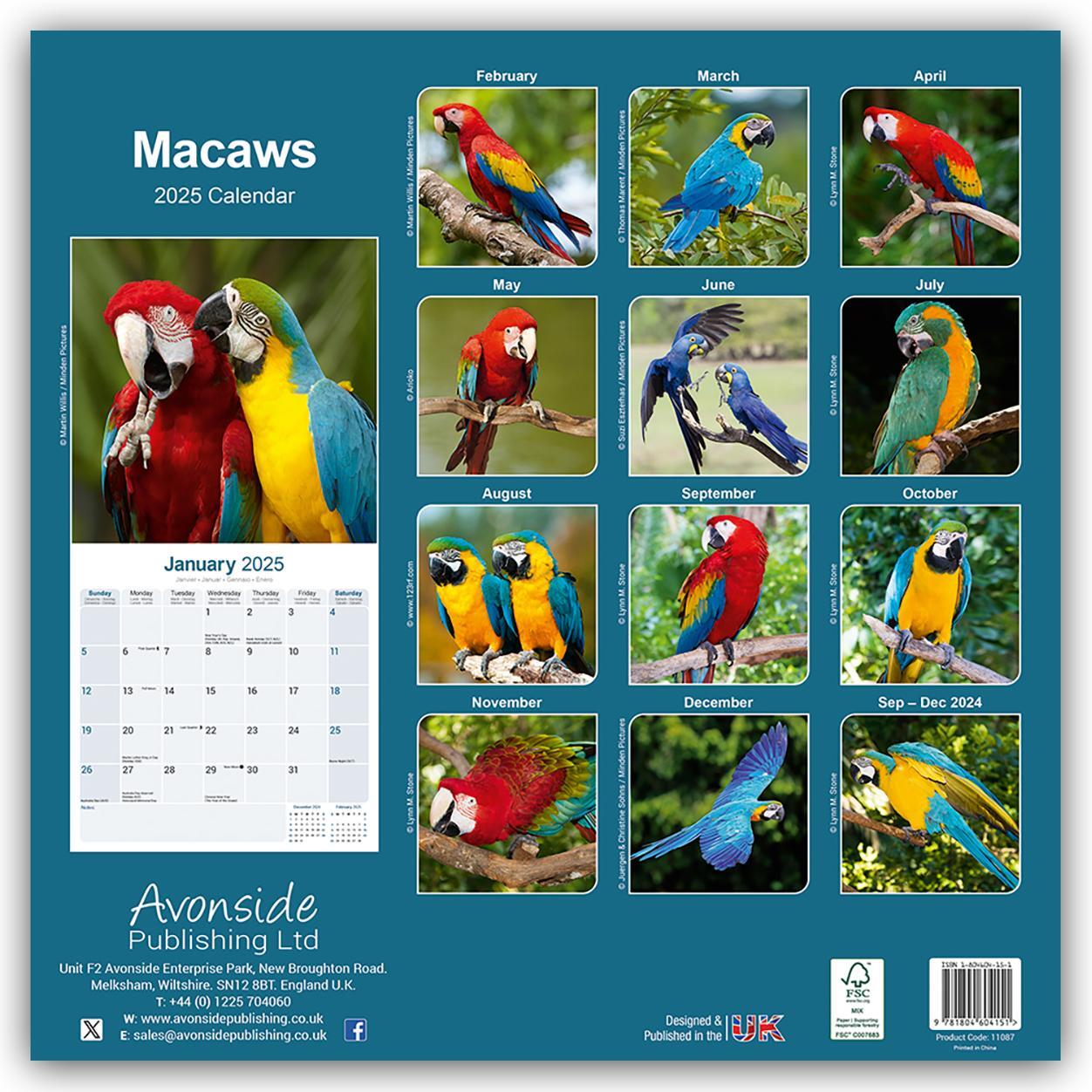 Rückseite: 9781804604151 | Macaws - Ara-Papageien - Aras 2025 - 16-Monatskalender | Ltd | 13 S.