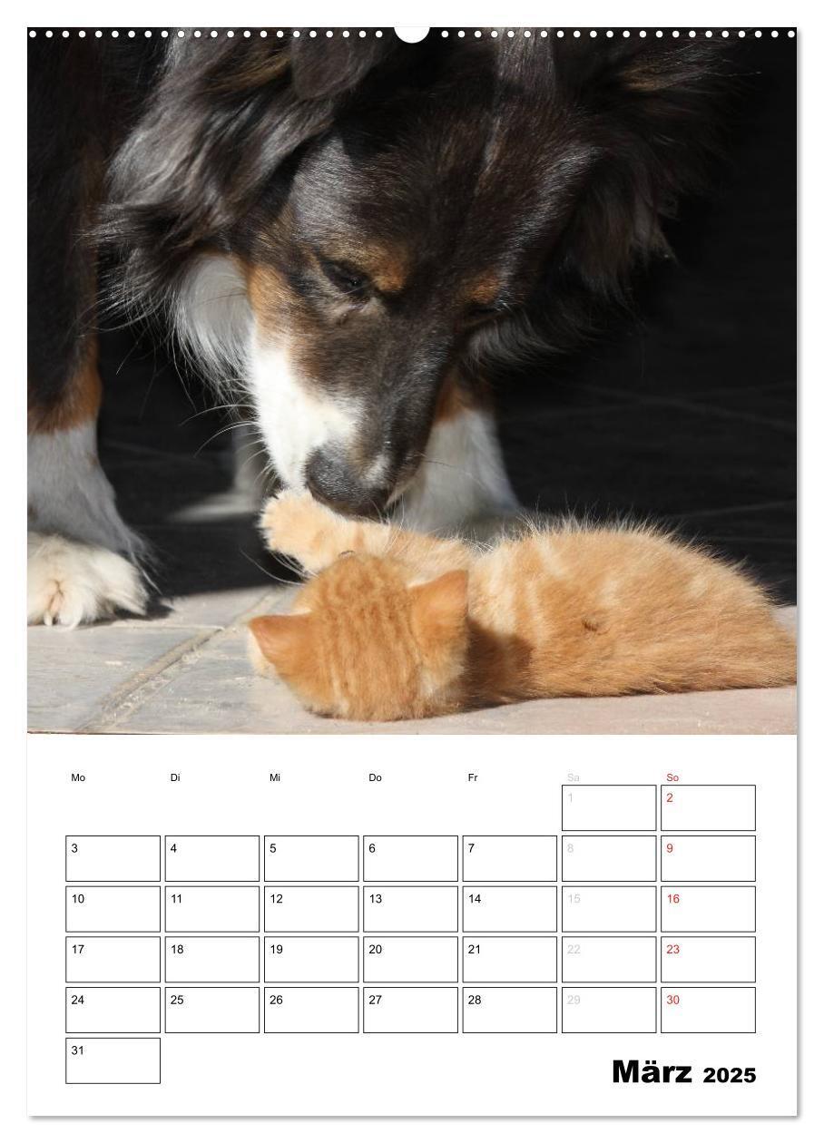 Bild: 9783457079805 | Australian Shepherd (Wandkalender 2025 DIN A2 hoch), CALVENDO...