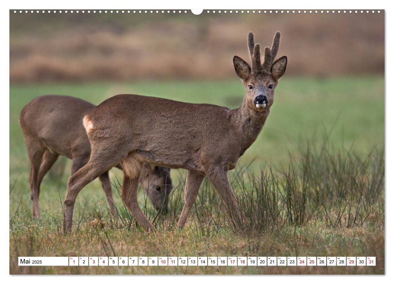 Bild: 9783435339426 | Anmut mit sanften Augen - Rehwild in der freien Natur (hochwertiger...